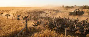 A vast mob of emus streaming across golden Western Australian wheat fields at dawn in 1932, flattening a wire fence as they pass, with a khaki army truck and two soldiers manning a m